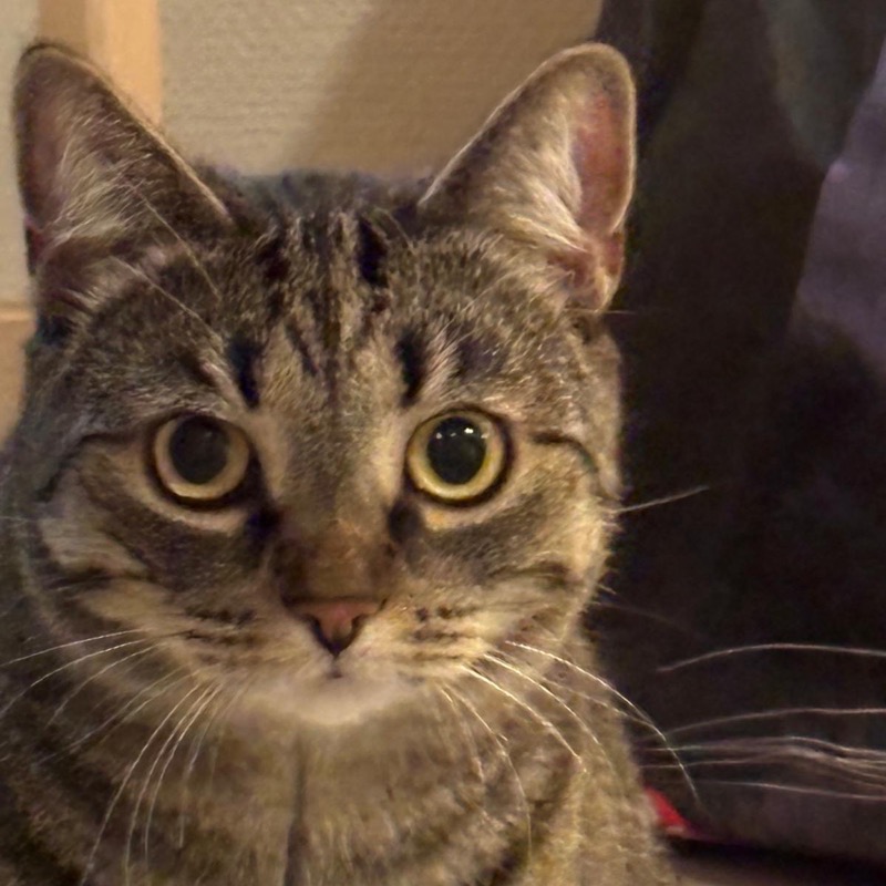 Aurora the cat